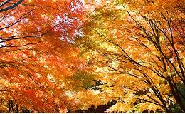 Image de l'overlay de recherche